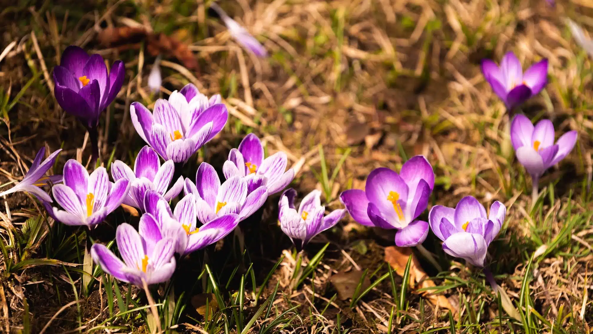 Crocus, plural crocuses or croci is a genus of flowering plants in the iris family. A bunch of