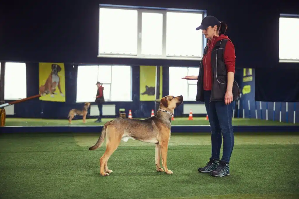 Trainer teaching a dog the Stand command