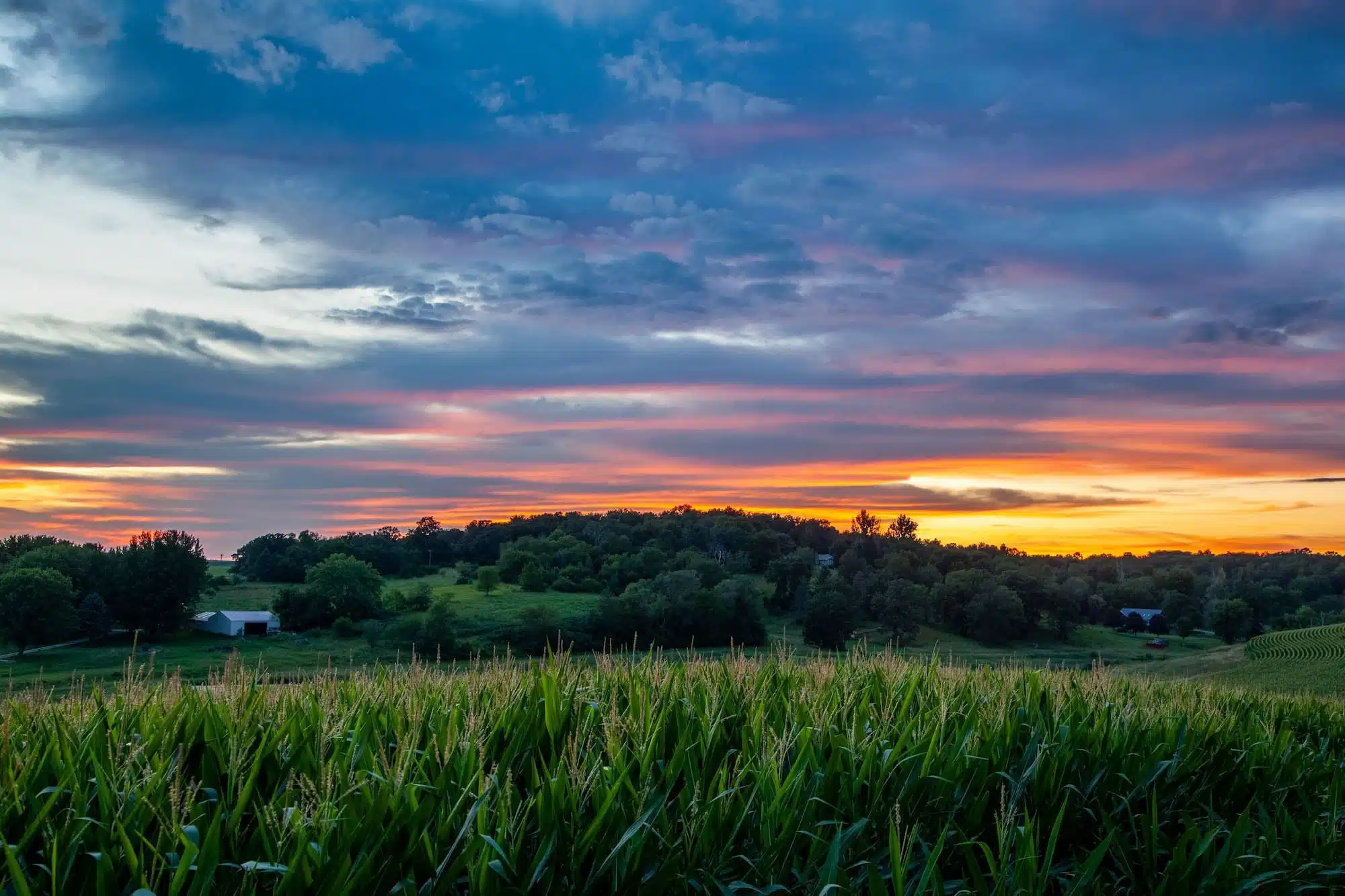 Beautiful sunset in a field in Iowa