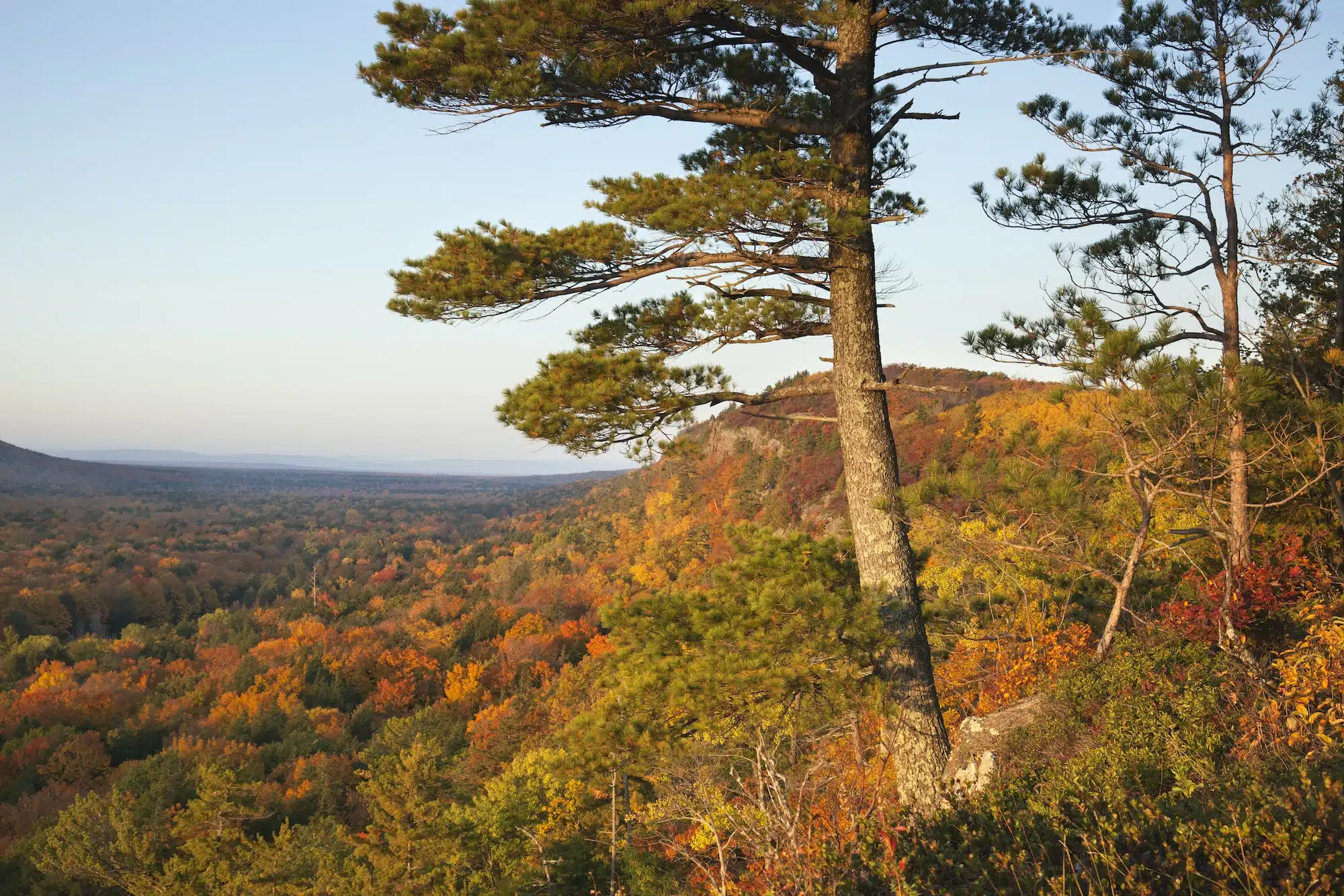 Big Pine on Hillside in Fall Color in Michigan
