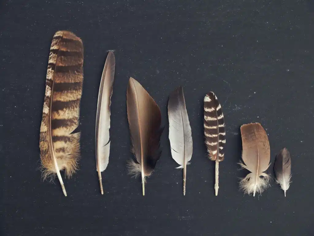 Seven brown feathers laid out against a black background going from the tallest to the smallest