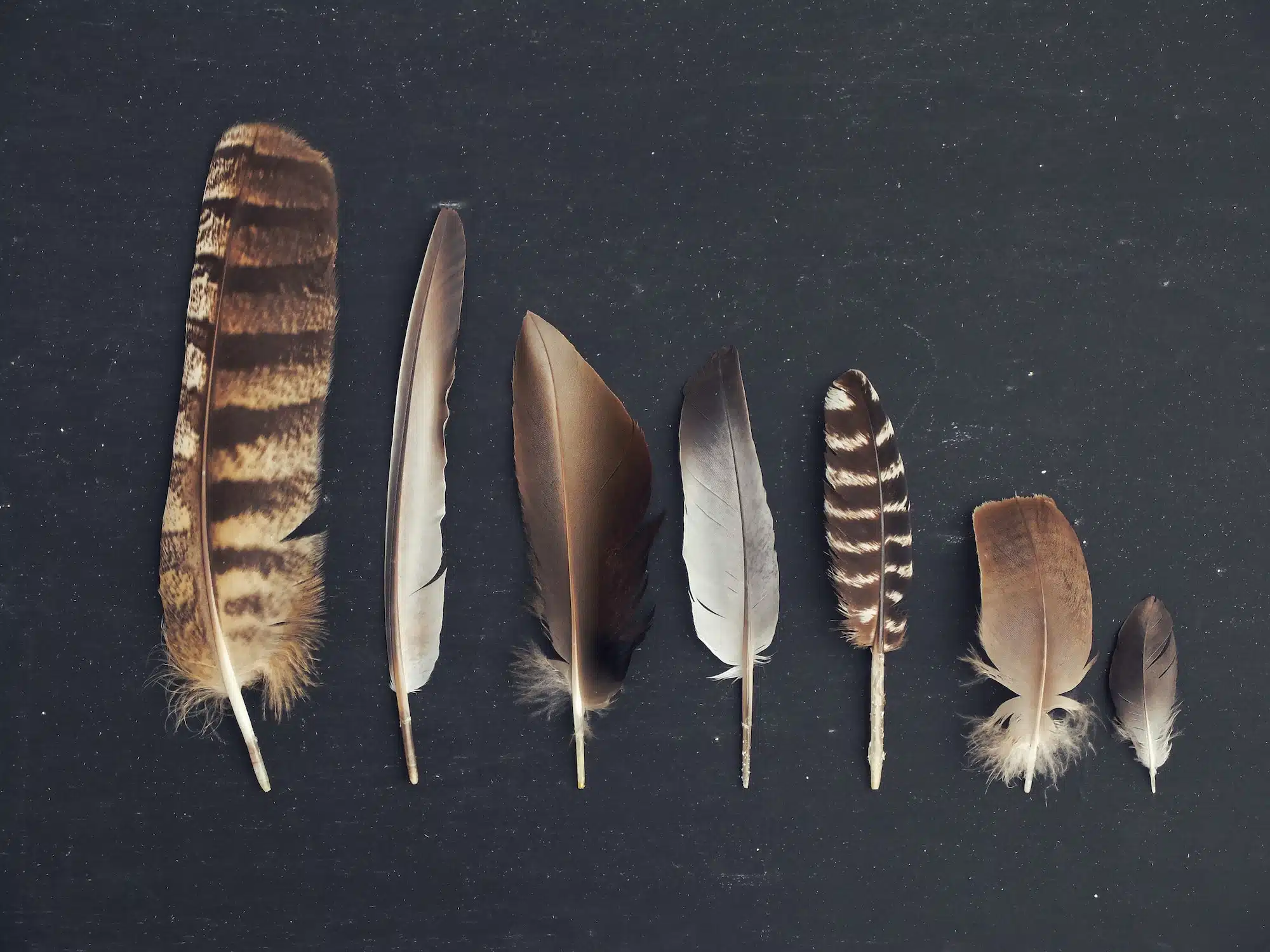 Seven brown feathers laid out against a black background going from the tallest to the smallest