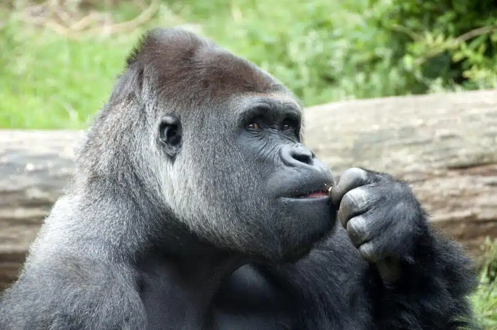gorilla the thinker