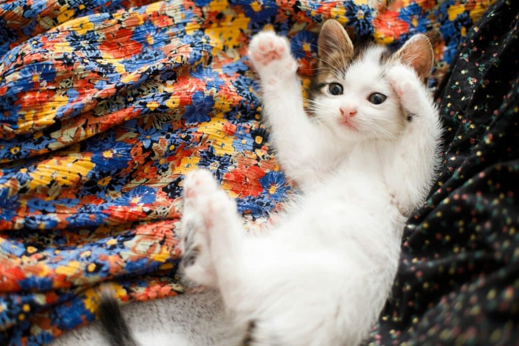 Cute little kitten playing on colorful floral dress on bed, top view.Adorable playful kitty relaxing
